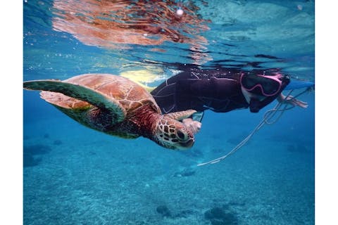 【沖縄・宮古島・シュノーケリング】高遭遇率！ウミガメシュノーケル（写真プレゼント付）