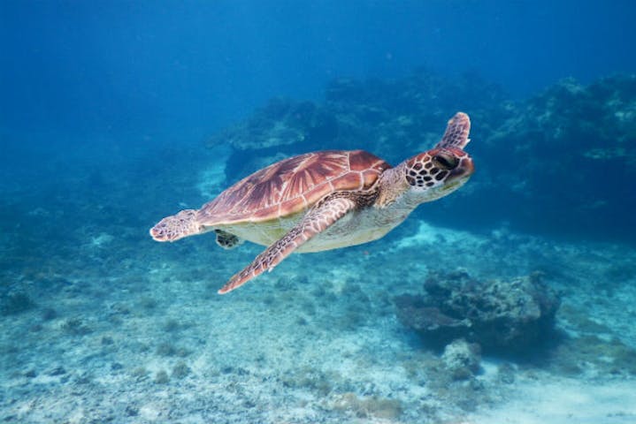 Sea Enjoy シーエンジョイ ネット予約ならアソビュー