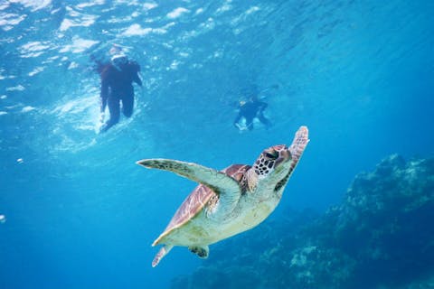 宮古島 シュノーケリング体験 おすすめ10選 体験の比較 予約は アソビュー