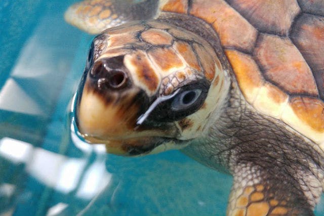 大分 佐伯 職業体験 ウミガメ飼育員さんのおしごと体験 アソビュー