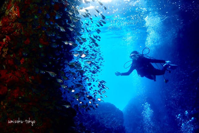 【東京発・西伊豆2ボートダイビング！/器材レンタル&送迎無料】雲見or田子2ボートダイビング！