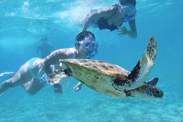 ミニチュアテディベア 海水浴 シュノーケル - その他