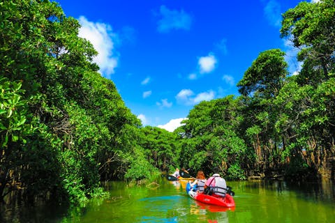 【本島北部・億首川開催／約3時間】本島唯一、4種の木の違いが分かる！億首川マングローブカヤック（高画質カメラで撮影付き／４０００名以上の昨年参加実績／初心者でも大丈夫。３才から参加可能）