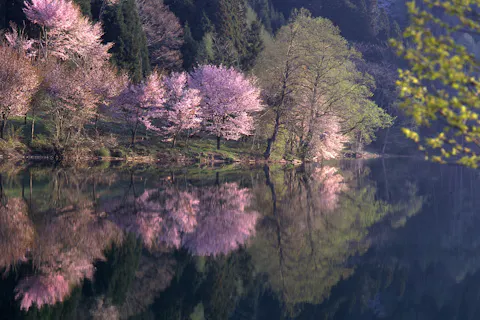 【長野県・大町市・花見クルーズ】インスタ映え確実！恋（濃い）ピンクの桜咲く黄金の鐘伝説の中綱湖で花見クルーズ（40分）