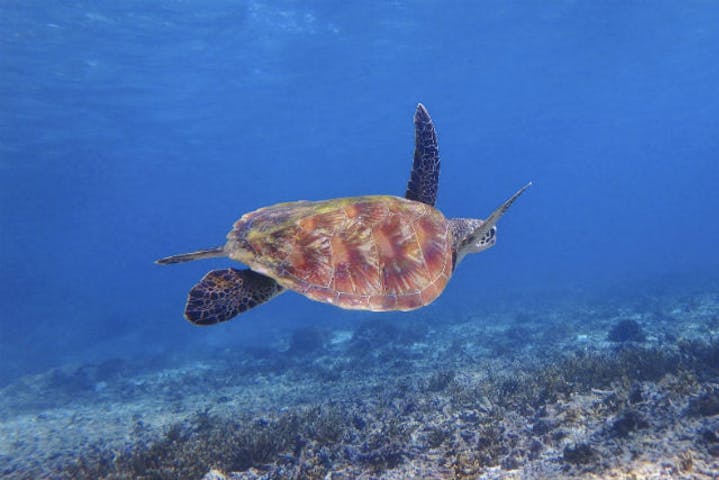 宮古島 シュノーケリング マリンジェットツーリングも楽しめる海亀シュノーケル アソビュー