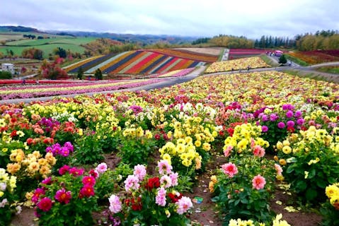 【絶景・観光タクシー・北海道】富良野・美瑛をゆったり堪能！北海道の大自然満喫ツアー！送迎付き！