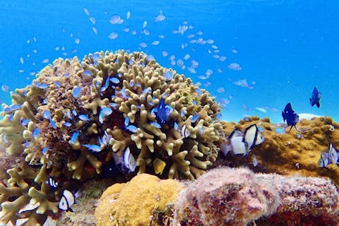 【石垣島・シュノーケリング】幻の島への上陸付き！お魚いっぱいシュノーケリング