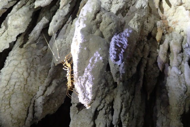 沖縄・宜野座村・ケイビング】手つかずの鍾乳洞へ！松田鍾乳洞を本格