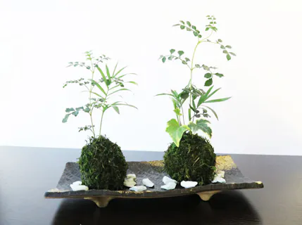 川越 さいたま 苔玉作り 盆栽体験教室 一覧 体験予約 アソビュー