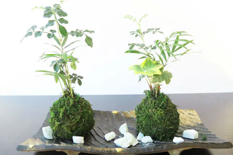 関東 苔玉作り 盆栽体験教室 一覧 体験予約 アソビュー