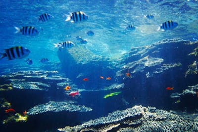 高知県・離島うぐる島・ボートシュノーケル】サンゴ礁や綺麗な魚は