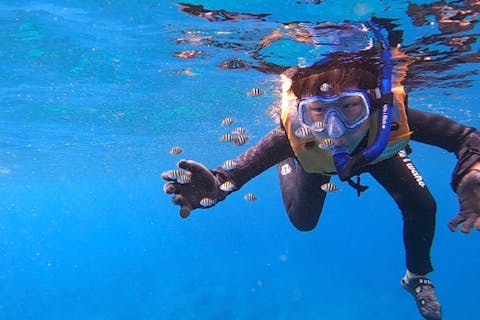 【高知県・離島うぐる島・ボートシュノーケル】サンゴ礁や綺麗な魚はもちろん、大きな魚の群れや海亀も高確率で遭遇可能