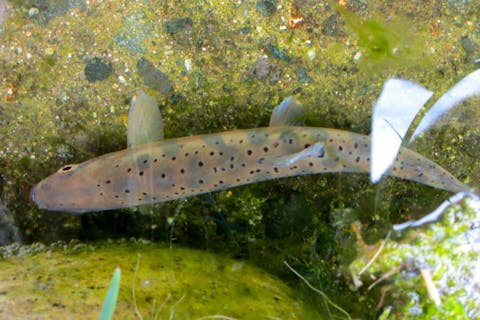 群馬 川釣り 高原の自然を満喫 湧水のせせらぎで魚のつかみどり体験 アソビュー