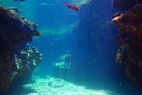 【沖縄・慶良間・体験ダイビング】北谷発！ボート体験ダイビング（2本）＆スノーケル