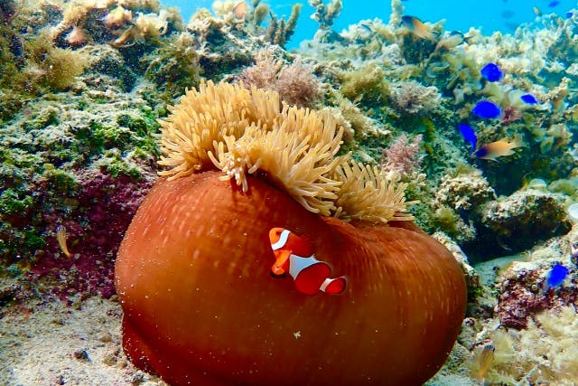沖縄の美しい海をのぞくグラスボート体験！！