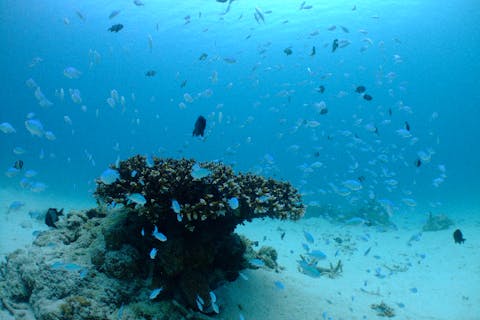 【沖縄・慶良間・ファンダイビング】北谷発！大満足の3ボートFUNダイビング