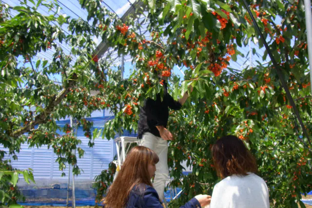 福島 さくらんぼ狩り さくらんぼ狩り 30分食べ放題 アソビュー