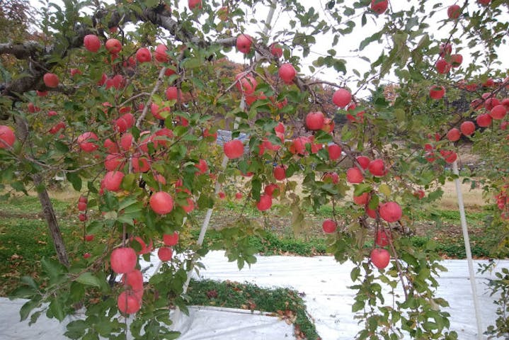 福島 りんご狩り 完熟りんごのりんご狩り 30分食べ放題 アソビュー