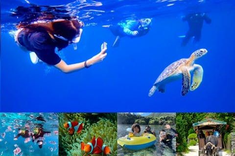＜石垣島＞少人数制・当日予約OK！【ウミガメ遭遇率99％】青の洞窟探検＋ウミガメシュノーケリング《写真＋4K動画・器材・送迎無料》3歳～＆初心者＆1名様から可★竹富島格安券有