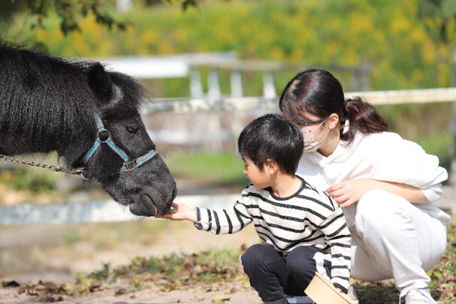 鳥取・大山町】大山乗馬センター 馬とふれあい体験 （入場料）馬の