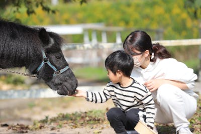 鳥取・大山町】大山乗馬センター 馬とふれあい体験 （入場料）馬の