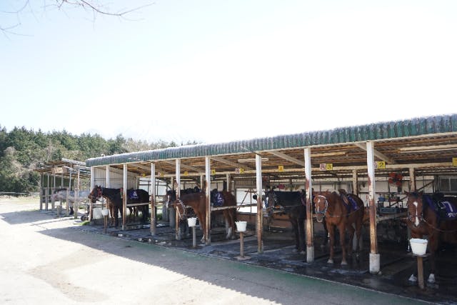 【鳥取・大山町・乗馬】大山乗馬センター　馬とふれあい体験　（入場料）馬のおやつ付き