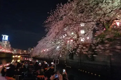【横浜・みなとみらい・お花見クルージング】大岡川お花見クルージング
