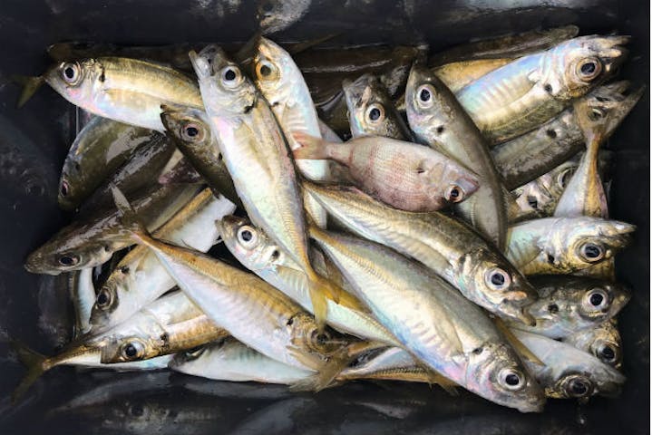 お魚集積所おとと みくに隠居処内 ネット予約ならアソビュー お魚集積所おとと みくに隠居処内 ネット予約ならアソビュー