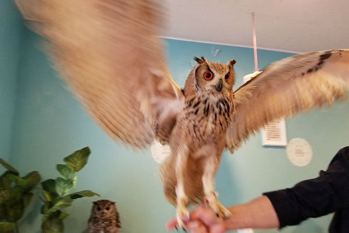 愛知 名古屋 フクロウカフェ 個性豊かな仲間がお出迎え フクロウふれあい体験 60分 アソビュー 愛知 名古屋 フクロウカフェ 個性豊かな仲間がお出迎え フクロウふれあい体験 60分 アソビュー