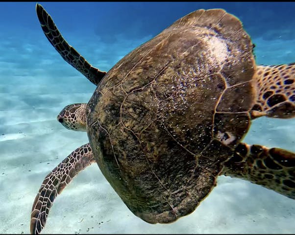 奄美ネイチャーガイド