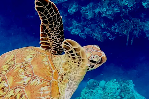 【鹿児島・奄美・シュノーケル】＜クチコミ投稿で体験動画無料プレゼント＞世界自然遺産・奄美大島「ウミガメシュノーケリング＆マングローブカヌーツアー」陸と海の大人気組み合わせツアー！