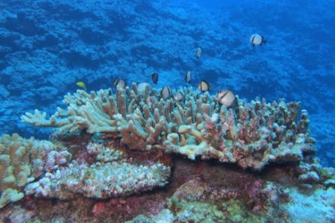 【鹿児島・与論島・ダイビング】与論島の魅力を味わい尽くす！ファンダイブ（3ボート）