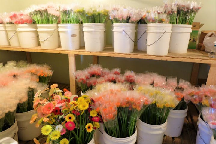 北海道 岩見沢 花摘み 自分で摘んだガーベラで世界で一つだけの花束を作ろう アソビュー