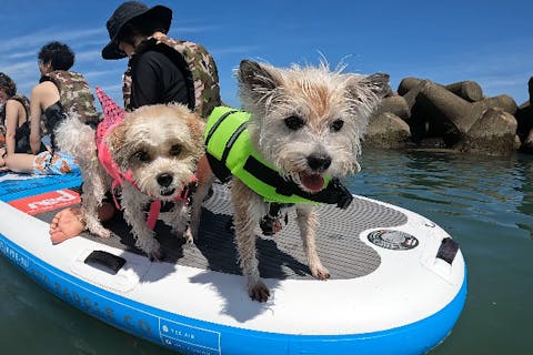 【千葉・鴨川・SUP】大型犬もOK! 巨大なモンスターSUPで愛犬と皆んなで海上散歩しよう！（3名様＋ワンちゃん〜）