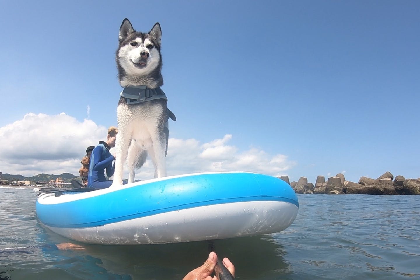 【千葉・鴨川・SUP】大型犬もOK！ワンちゃんと一緒に海上を散歩しよう♪SUP体験