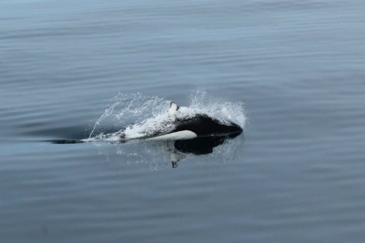 知床 羅臼 クジラ イルカウォッチング 大迫力の船旅 海の野生動物と出会うクルージングツアー アソビュー