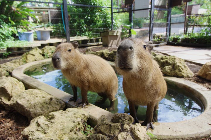 沖縄市 植物園 ランチ 入園プラン アソビュー