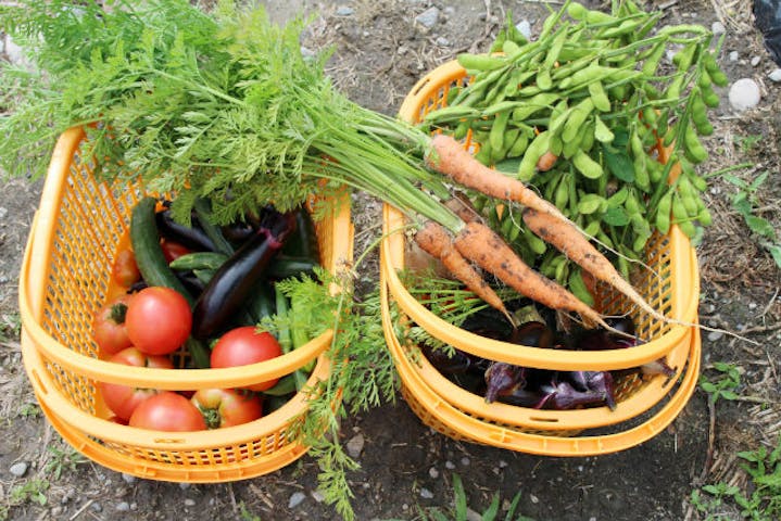 富山 小矢部 収穫体験 旬の野菜10 種類を自由に収穫 野菜収穫体験 アソビュー