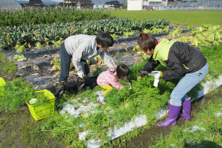 富山 小矢部 収穫体験 旬の野菜10 種類を自由に収穫 野菜収穫体験 アソビュー