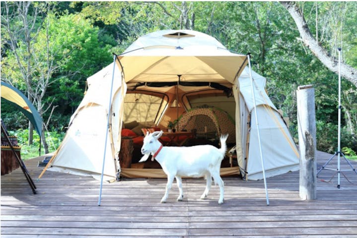 北海道 札幌 グランピング 動物達と一緒に過ごす夢の一夜 テント1棟貸出し アソビュー