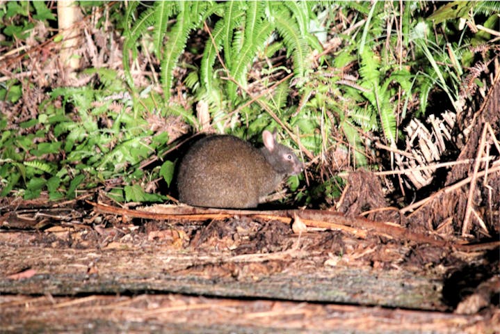 奄美ナイトガイドサービス