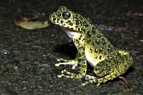 【鹿児島・奄美・ナイトツアー】お1人様大歓迎！天然記念物を見に行こう！クロウサギナイトツアー