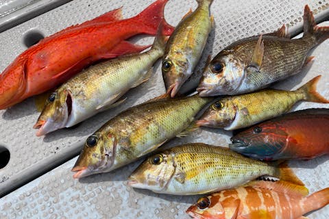 【沖縄・糸満・海釣り】沖縄の色とりどりの魚たちに出会おう！手ぶらで2時間体験フィッシング