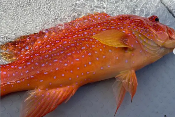 沖縄 糸満 海釣り 最高のポイントで狙う 手ぶら大物釣り4時間チャーター アソビュー