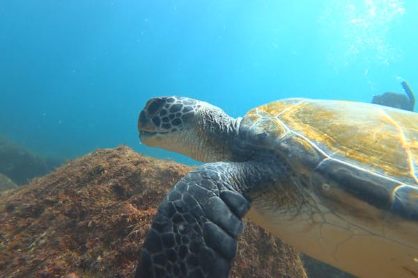 ダイビング 伊豆七島 エントリーダイビングスクール 新島ダイビングセンター