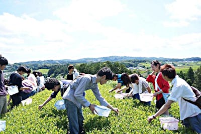 茶摘み 静岡 1度は着たい茶摘み衣装でコスプレ体験 Sns映え間違いなし 掛川icから5分 アソビュー