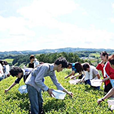 茶摘み 静岡 1度は着たい茶摘み衣装でコスプレ体験 Sns映え間違いなし 掛川icから5分 アソビュー 茶摘み 静岡 1度は着たい茶摘み衣装でコスプレ体験 Sns映え間違いなし 掛川icから5分 アソビュー