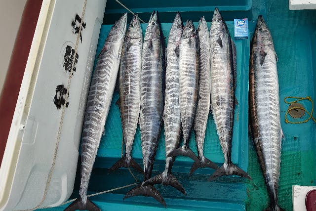 【和歌山・すさみ・海釣り】カツオ漁でも有名！漁港が盛んなすさみ海でトローリング