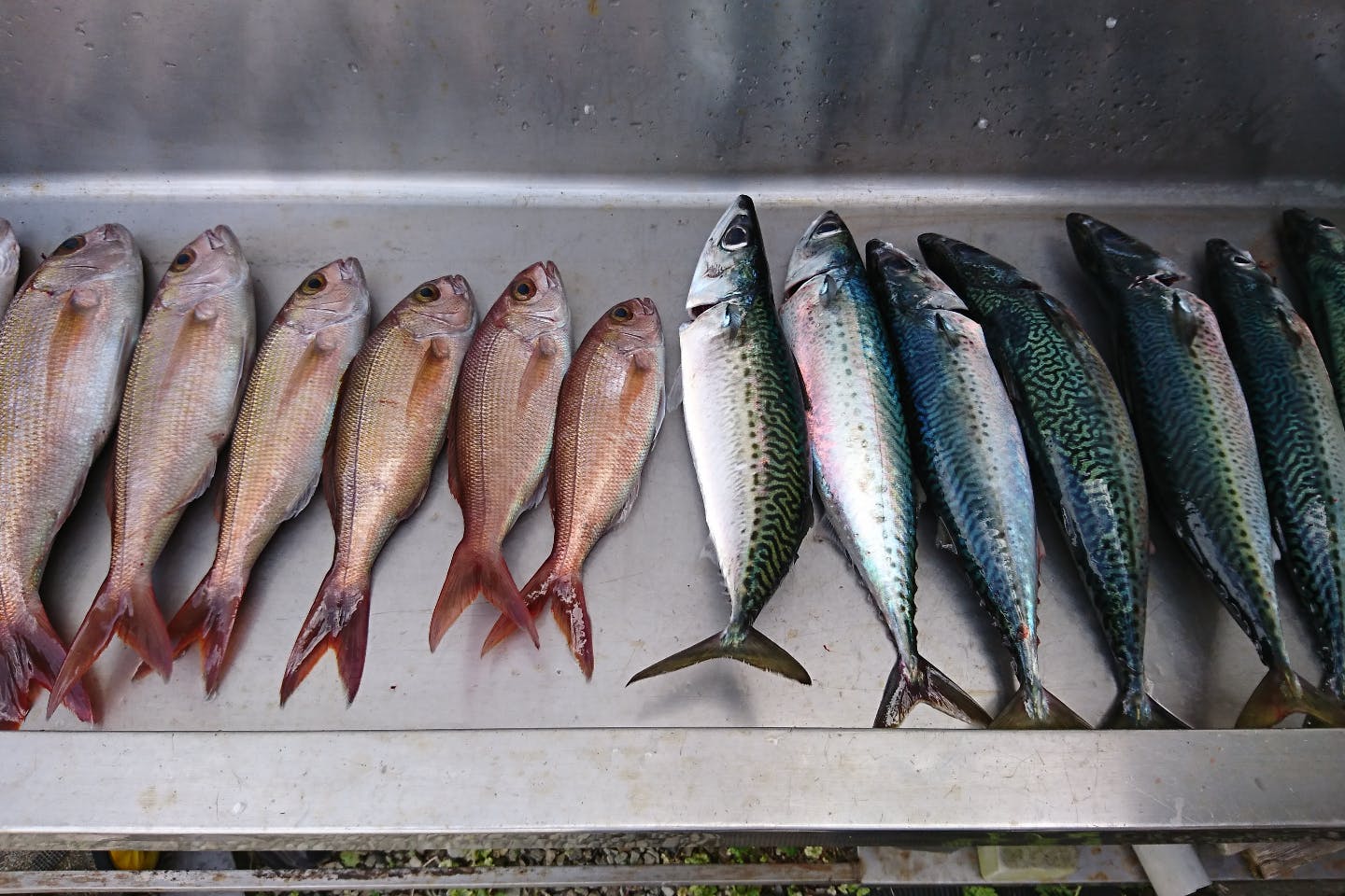 和歌山 すさみ 海釣り 一度に色々な種類の魚が狙える 五目釣り体験 アソビュー