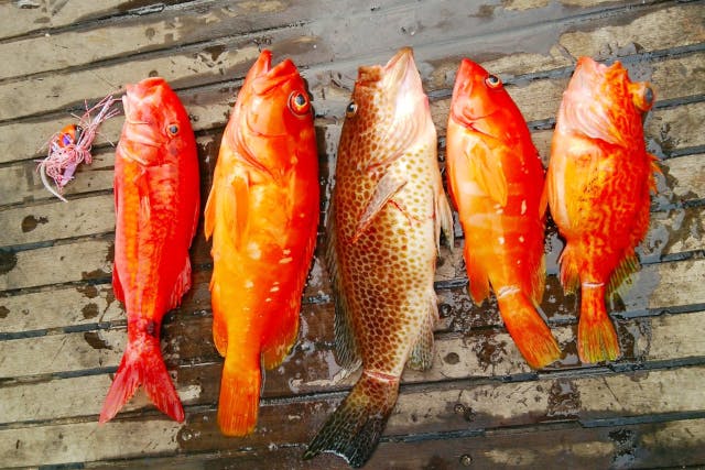 和歌山 すさみ 海釣り 一度に色々な種類の魚が狙える 五目釣り体験 アソビュー